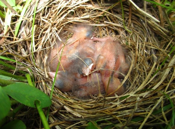 Newborn Bobolink chicks